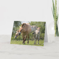 Marche du cheval et du poulain de Przewalski