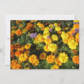 Cartes Pour Fêtes Annuelles Marigolds (Devant)