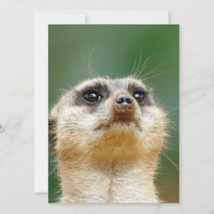 Cartes Pour Fêtes Annuelles Meerkat 012