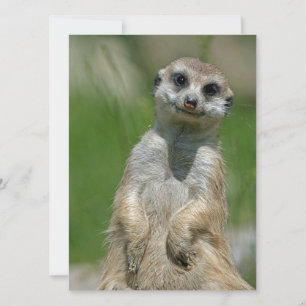 Cartes Pour Fêtes Annuelles Meerkat 013