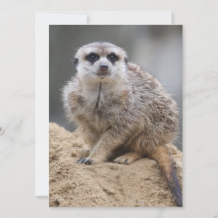 Cartes Pour Fêtes Annuelles Meerkat 021