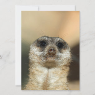 Cartes Pour Fêtes Annuelles Meerkat 023