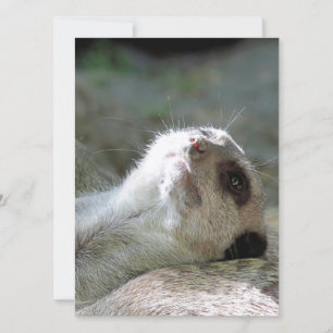 Cartes Pour Fêtes Annuelles Meerkat 024