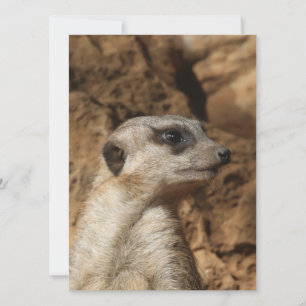 Cartes Pour Fêtes Annuelles Meerkat 029