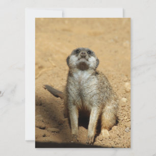 Cartes Pour Fêtes Annuelles Meerkat 031