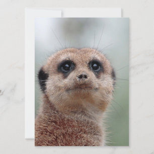Cartes Pour Fêtes Annuelles Meerkat 036