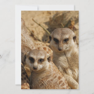 Cartes Pour Fêtes Annuelles Meerkat 039
