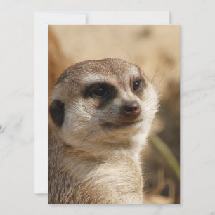 Cartes Pour Fêtes Annuelles Meerkat 041