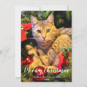 Cartes Pour Fêtes Annuelles Meowy Christmas Chat Photo Noël