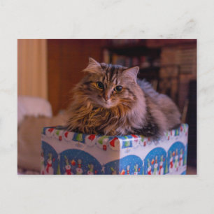 Cartes Pour Fêtes Annuelles Meowy Christmas Kitty dans une boîte cadeau