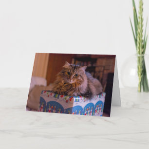 Cartes Pour Fêtes Annuelles Meowy Christmas Kitty dans une boîte cadeau