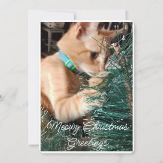 Cartes Pour Fêtes Annuelles Meowy Noël Salutations, Photo Et Texte, Personnali