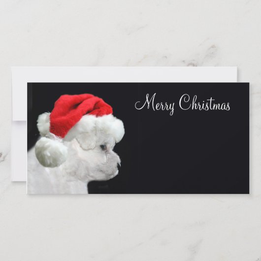 Cartes Pour Fêtes Annuelles Merry Christmas Bichon Frise (Devant)