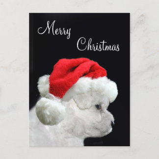 Cartes Pour Fêtes Annuelles Merry Christmas Bichon Frise
