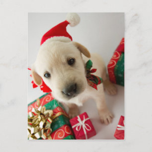 Cartes Pour Fêtes Annuelles Merry Christmas - cute labrador puppy
