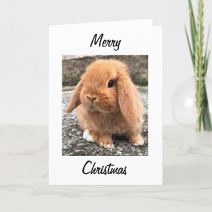 Cartes Pour Fêtes Annuelles **MERRY CHRISTMAS** du "BUNNY DE PÂQUES"