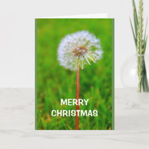 Cartes Pour Fêtes Annuelles Merry Christmas Hope C'est DANDE Et je ne suis pas