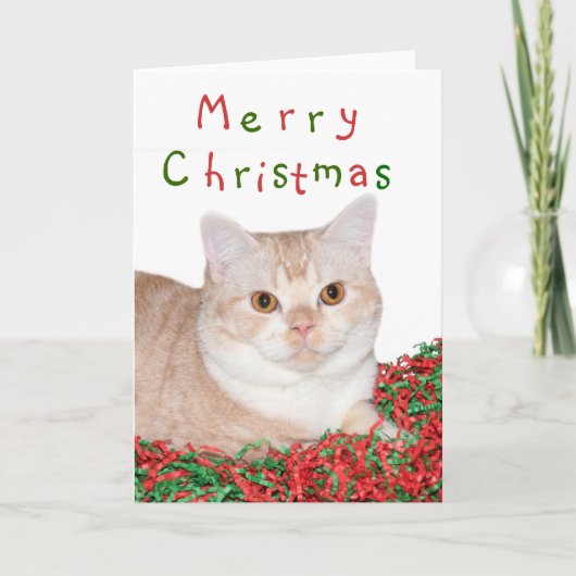 Cartes Pour Fêtes Annuelles Merry Christmas kitty (Devant)