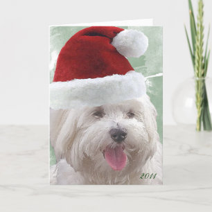 Cartes Pour Fêtes Annuelles Merry Maltese Christmas Greeting Card