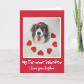 Cartes Pour Fêtes Annuelles Mignonne Border Collie chien Valentine's day amour (Devant)