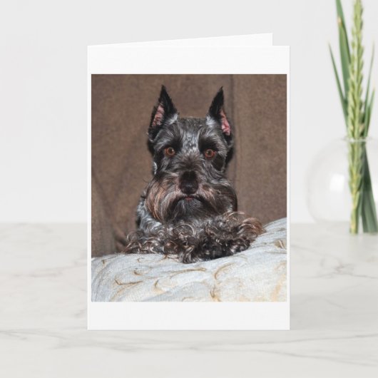 Cartes Pour Fêtes Annuelles mini schnauzer 2 (Devant)