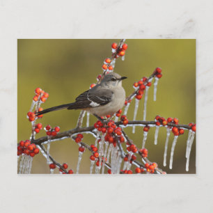 Cartes Pour Fêtes Annuelles Mockingbird perché sur Icy Holly Branch