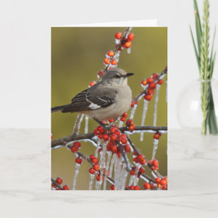 Cartes Pour Fêtes Annuelles Mockingbird Perched on Icy Holly Branch