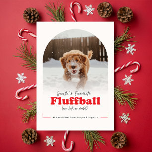 Cartes Pour Fêtes Annuelles Moderne Photo drôle de chien de Noël sous une arch