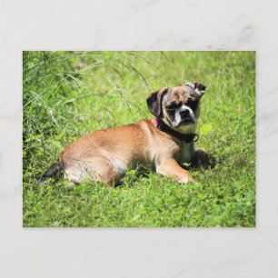 Cartes Pour Fêtes Annuelles Molly