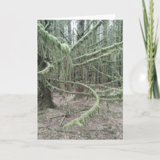 Cartes Pour Fêtes Annuelles Mossy Trees In Welsh Woodland 2025