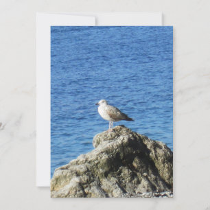 Cartes Pour Fêtes Annuelles Mouette