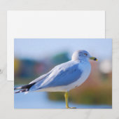 Cartes Pour Fêtes Annuelles Mouette (Devant / Derrière)