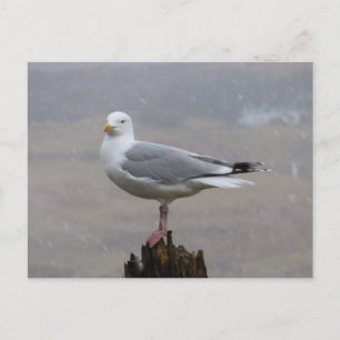 Cartes Pour Fêtes Annuelles Mouette sur un poteau enneigé Hiver britannique Gu
