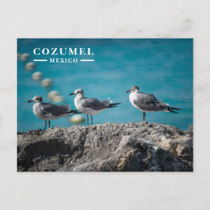 Cartes Pour Fêtes Annuelles Mouettes de Cozumel au Mexique sur un Rocher
