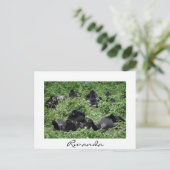 Cartes Pour Fêtes Annuelles Mountain gorilla groupe frontière blanche (Debout devant)