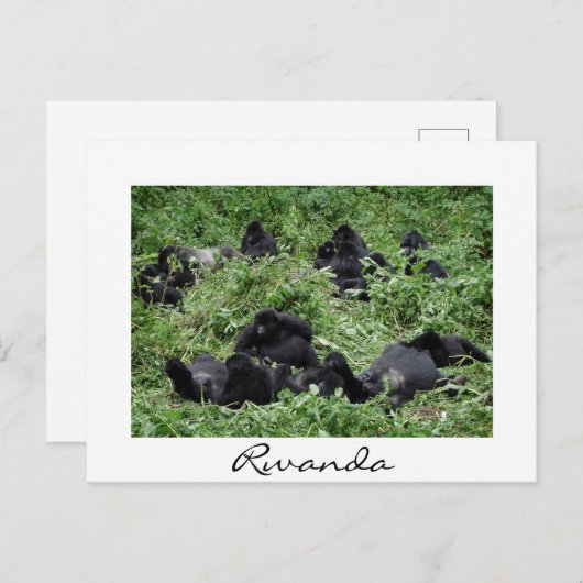 Cartes Pour Fêtes Annuelles Mountain gorilla groupe frontière blanche (Devant / Derrière)