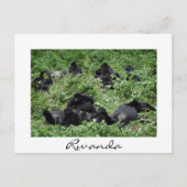 Cartes Pour Fêtes Annuelles Mountain gorilla groupe frontière blanche (Devant)