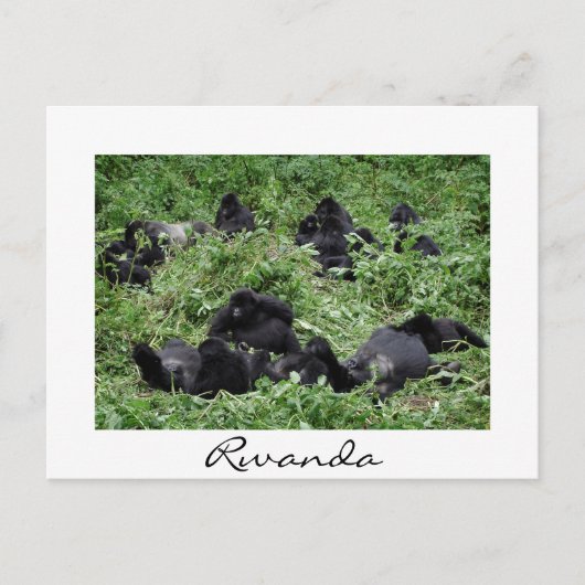 Cartes Pour Fêtes Annuelles Mountain gorilla groupe frontière blanche (Devant)