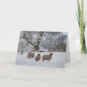 Cartes Pour Fêtes Annuelles Moutons dans la neige