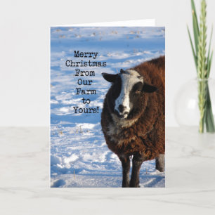 Cartes Pour Fêtes Annuelles Moutons de Noël de notre ferme à votre