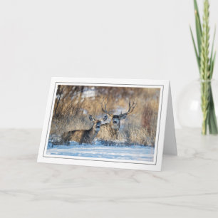Cartes Pour Fêtes Annuelles Mule Deer Resting