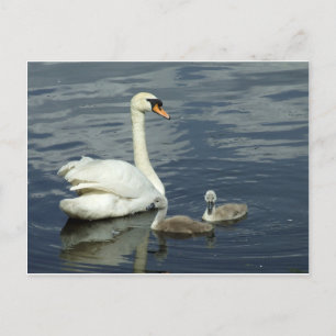 Cartes Pour Fêtes Annuelles Mute Swan and Cygnets