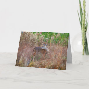 Cartes Pour Fêtes Annuelles Nature Deer Doe Faune Photo Lac Arrowhead Ga.