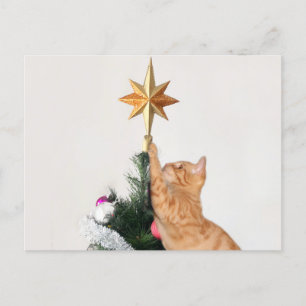 Cartes Pour Fêtes Annuelles Naughty Orange tabby Noël