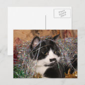 Cartes Pour Fêtes Annuelles Naughty tuxedo Noël (Devant / Derrière)