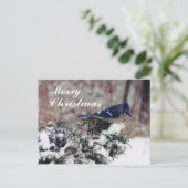Cartes Pour Fêtes Annuelles neige de jay bleu, Joyeux, Noël - poste Customisé (Debout devant)