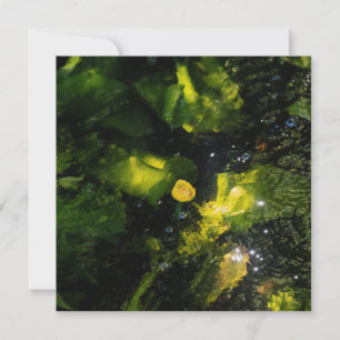 Cartes Pour Fêtes Annuelles Nénuphar jaune lunatique dans une lumière scintill