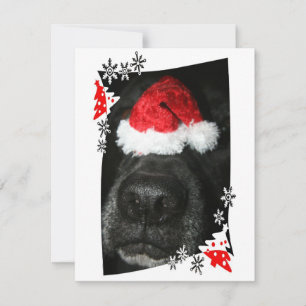 Cartes Pour Fêtes Annuelles Nez de chien de laboratoire noir avec chapeau sant