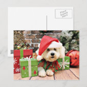 Cartes Pour Fêtes Annuelles Noël - Bichon Frise - Daisy (Devant / Derrière)