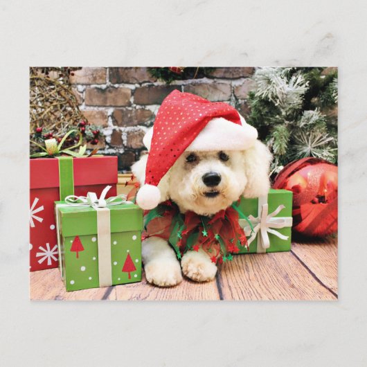 Cartes Pour Fêtes Annuelles Noël - Bichon Frise - Daisy (Devant)